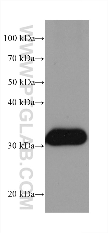 WB analysis of rat liver using 68169-1-Ig