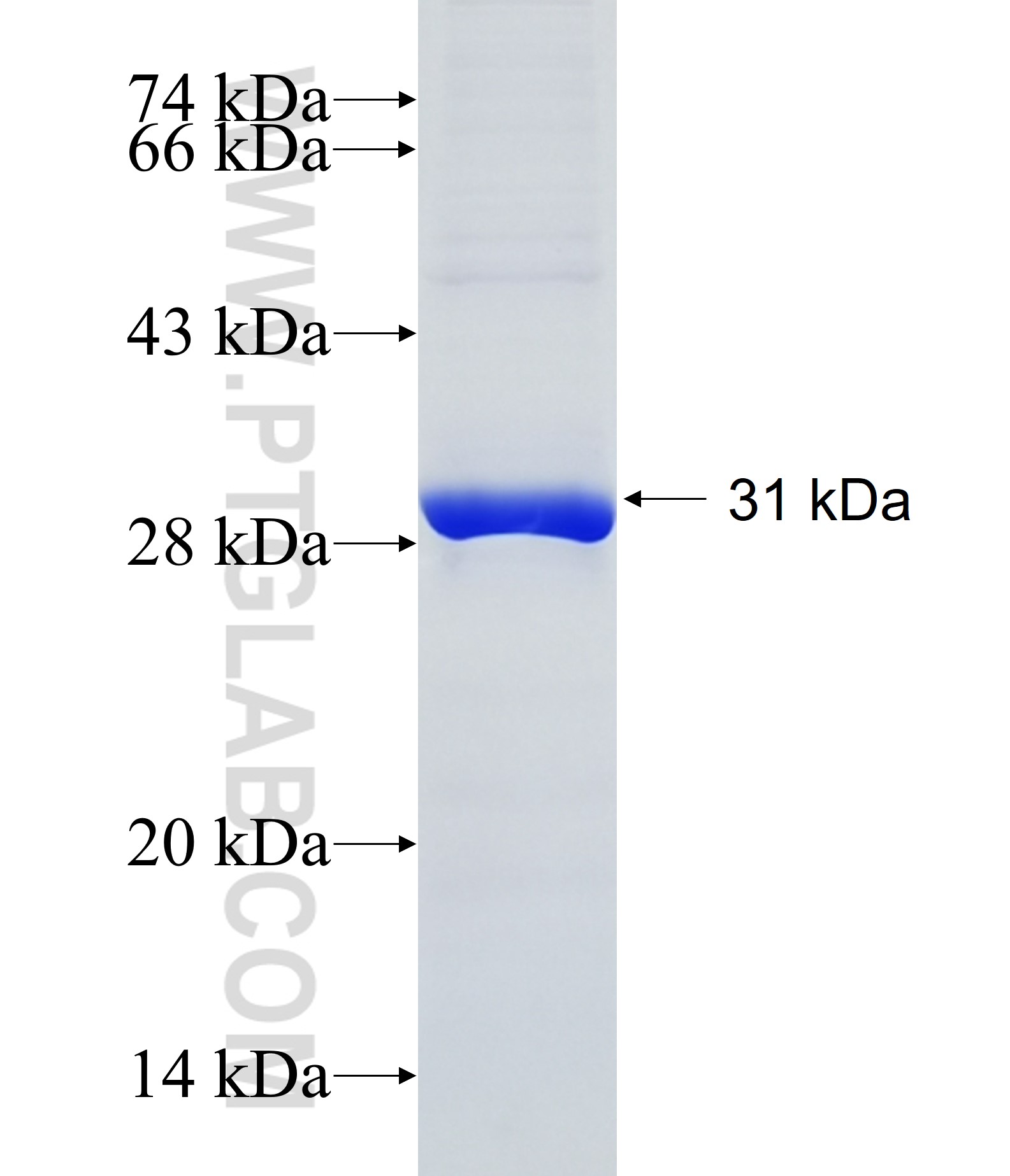 NKAIN2 fusion protein Ag14164 SDS-PAGE