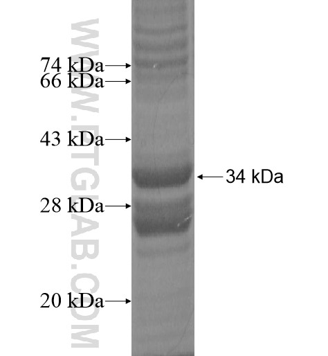 NKAIN4 fusion protein Ag14165 SDS-PAGE