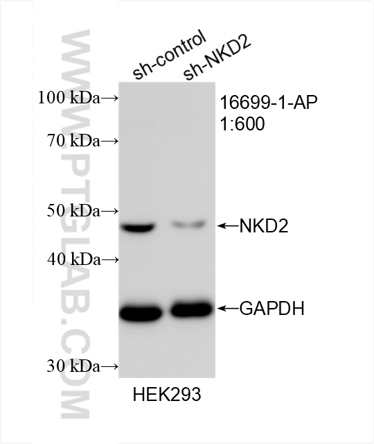 WB analysis of HEK-293 using 16699-1-AP