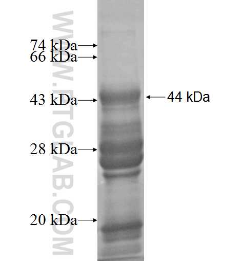 Naked2 fusion protein Ag9818 SDS-PAGE Naked2 fusion protein Ag9818 SDS-PAGE