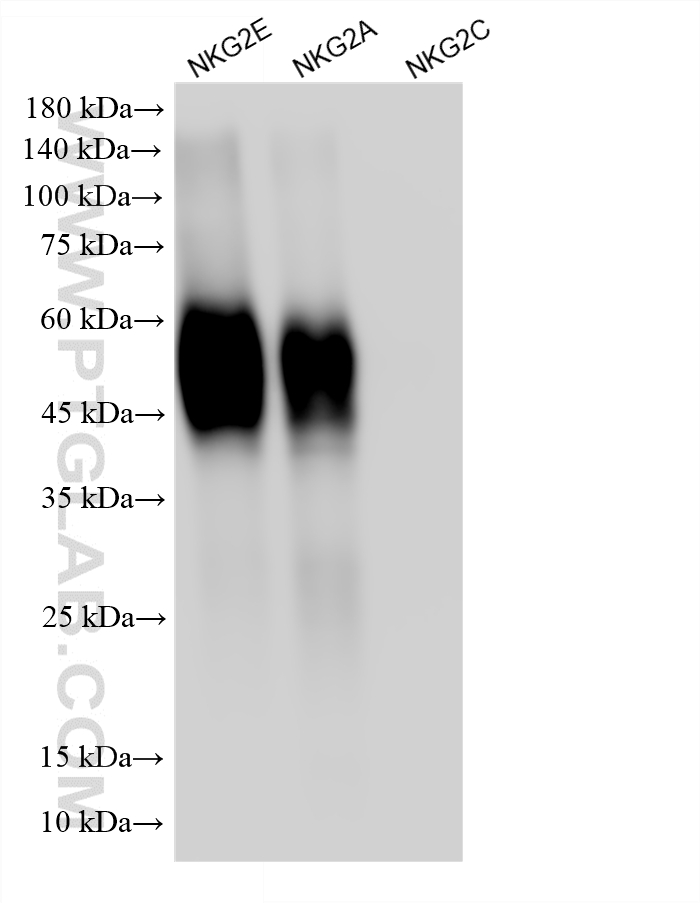 WB analysis using 87818-1-RR