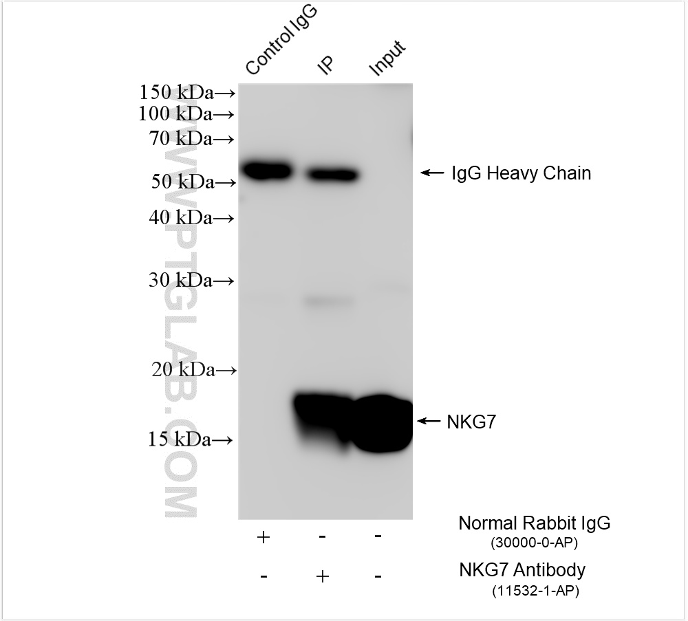 IP experiment of NK-92 using 11532-1-AP