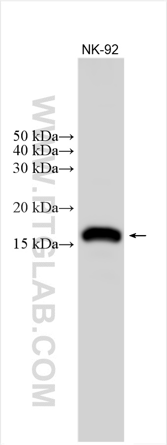 WB analysis using 11532-1-AP