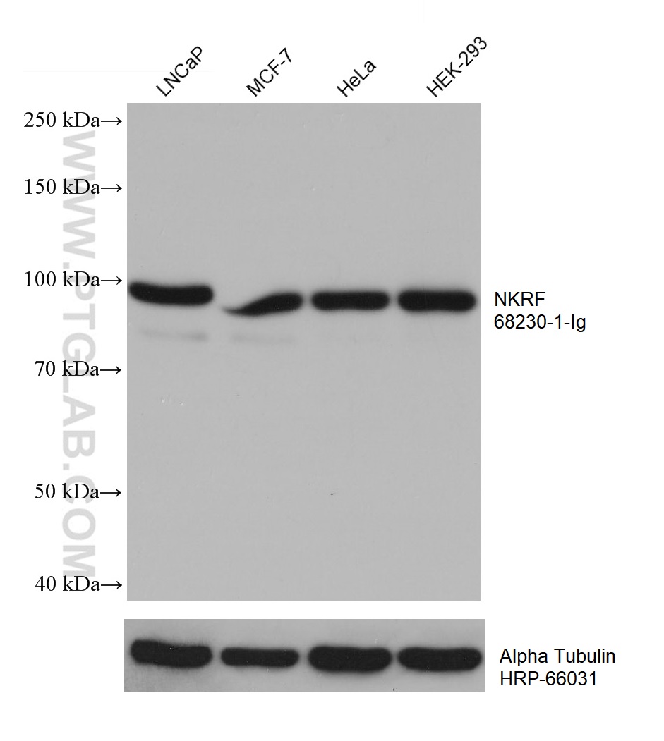 WB analysis using 68230-1-Ig