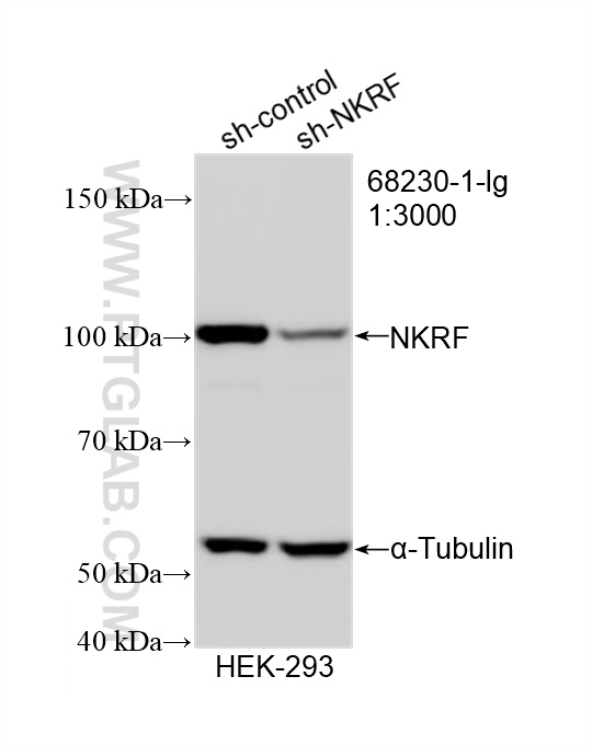 WB analysis of HEK-293 using 68230-1-Ig