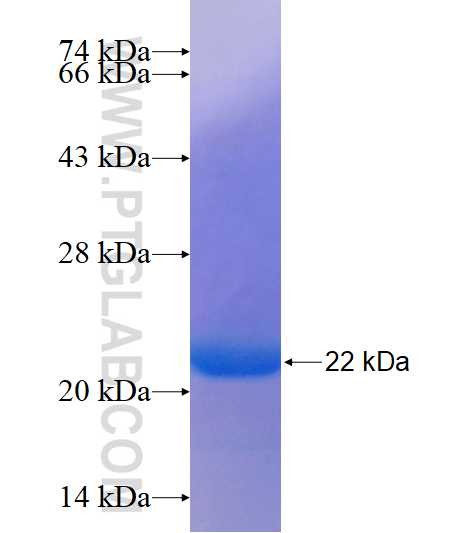 NKX2-2 fusion protein Ag14462 SDS-PAGE NKX2-2 fusion protein Ag14462 SDS-PAGE