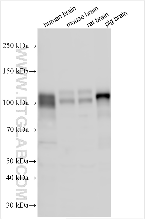 WB analysis using 27278-1-AP