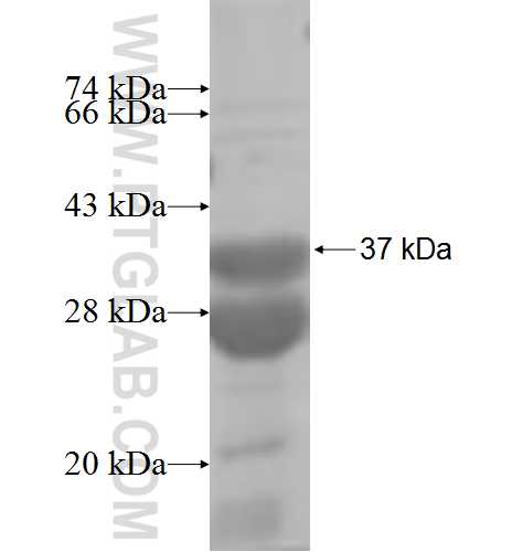 NLN fusion protein Ag6862 SDS-PAGE NLN fusion protein Ag6862 SDS-PAGE