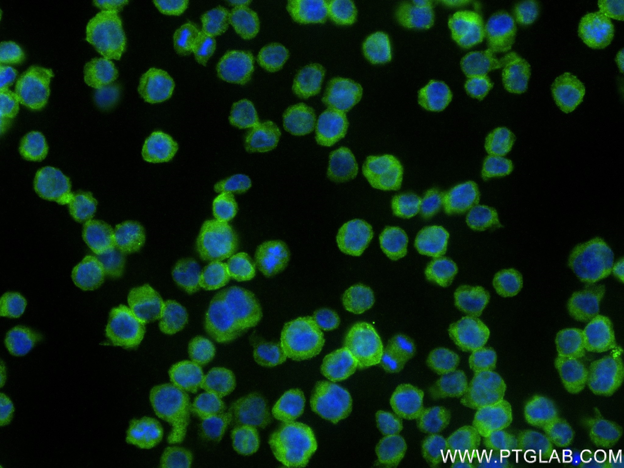 IF Staining of THP-1 using 83384-2-RR (same clone as 83384-2-PBS)
