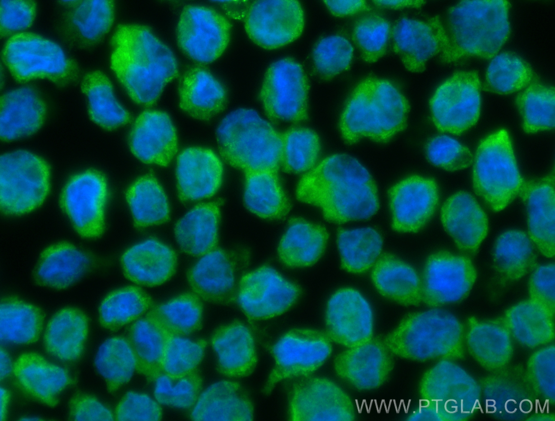 IF Staining of THP-1 using CL488-83384-2