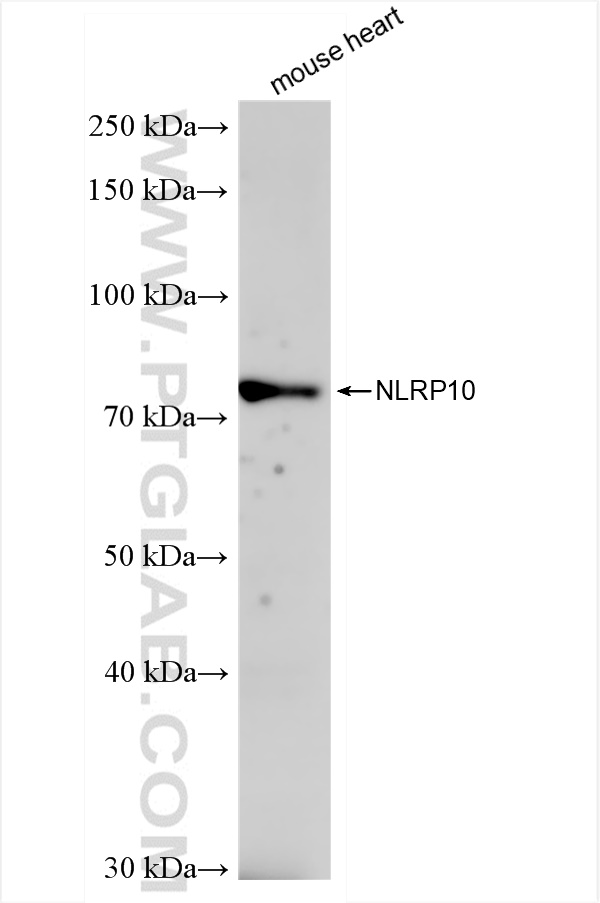 WB analysis of mouse heart using 83131-8-RR