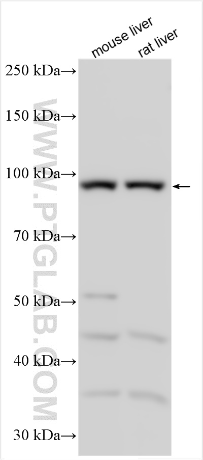 WB analysis using 30998-1-AP (same clone as 30998-1-PBS)