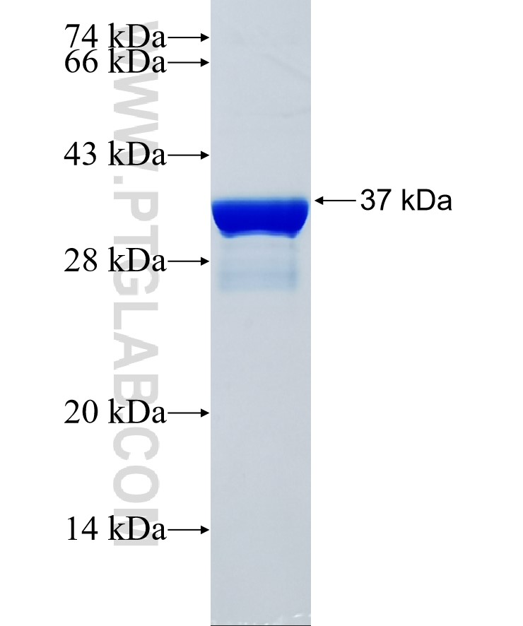 NLRP12 fusion protein Ag34281 SDS-PAGE