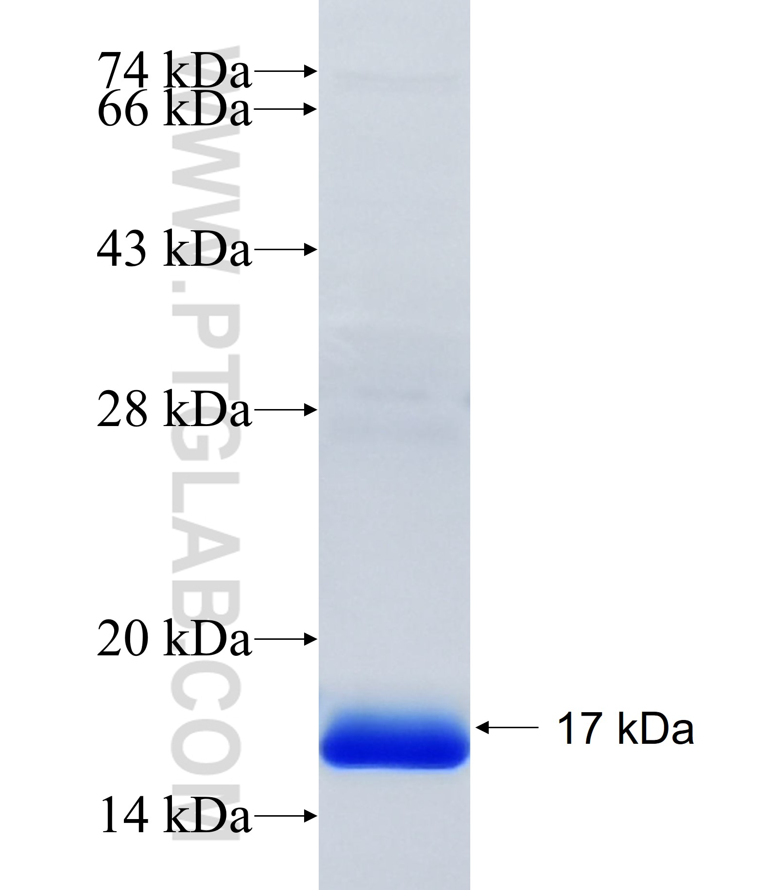 NLRP12 fusion protein Ag34300 SDS-PAGE NLRP12 fusion protein Ag34300 SDS-PAGE