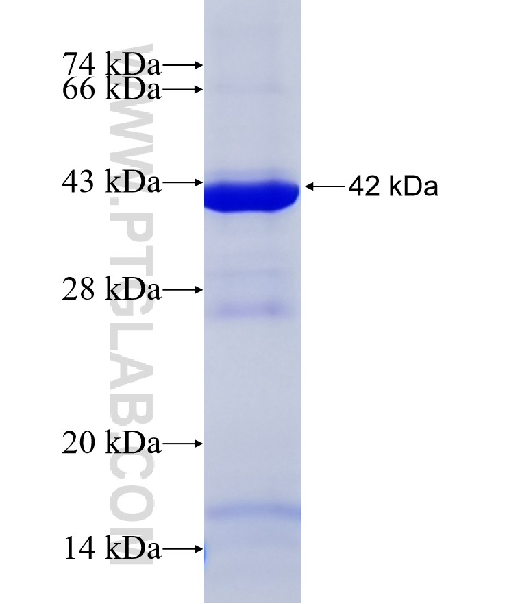 NLRP13 fusion protein Ag20544 SDS-PAGE