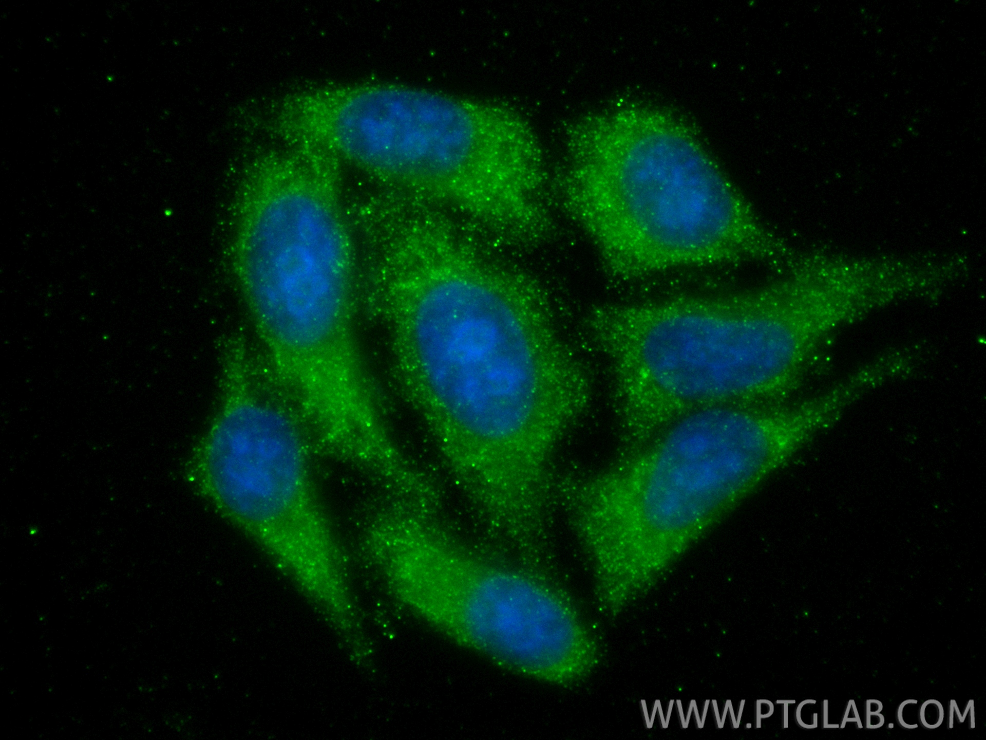 IF Staining of HepG2 using 68102-1-Ig