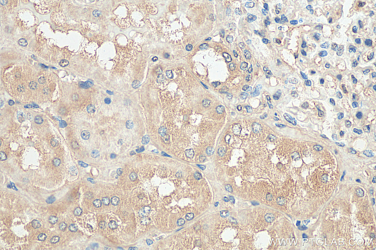 IHC staining of human kidney using 68102-1-Ig