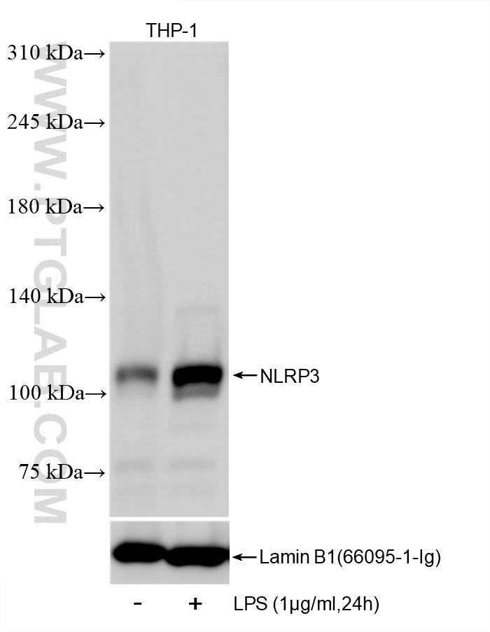 WB analysis of THP-1 using 82453-2-RR WB analysis of THP-1 using 82453-2-RR