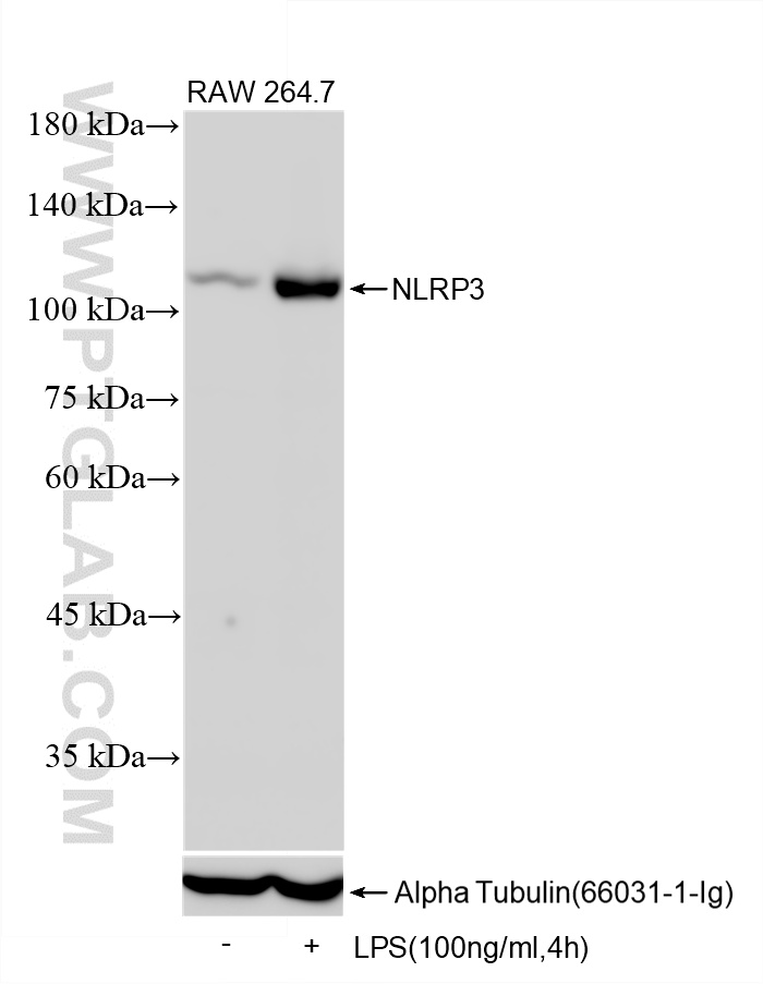 WB analysis using 85967-1-RR (same clone as 85967-1-PBS)