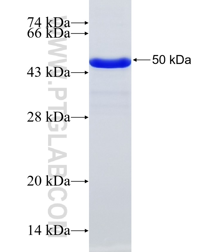 NLRP3 fusion protein Ag32515 SDS-PAGE