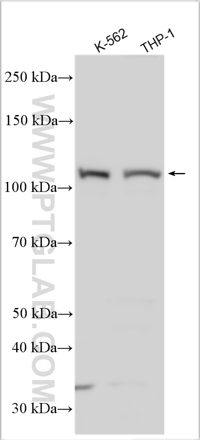 WB analysis using 27897-1-AP