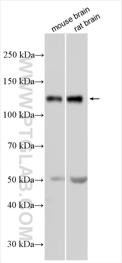 WB analysis using 27232-1-AP