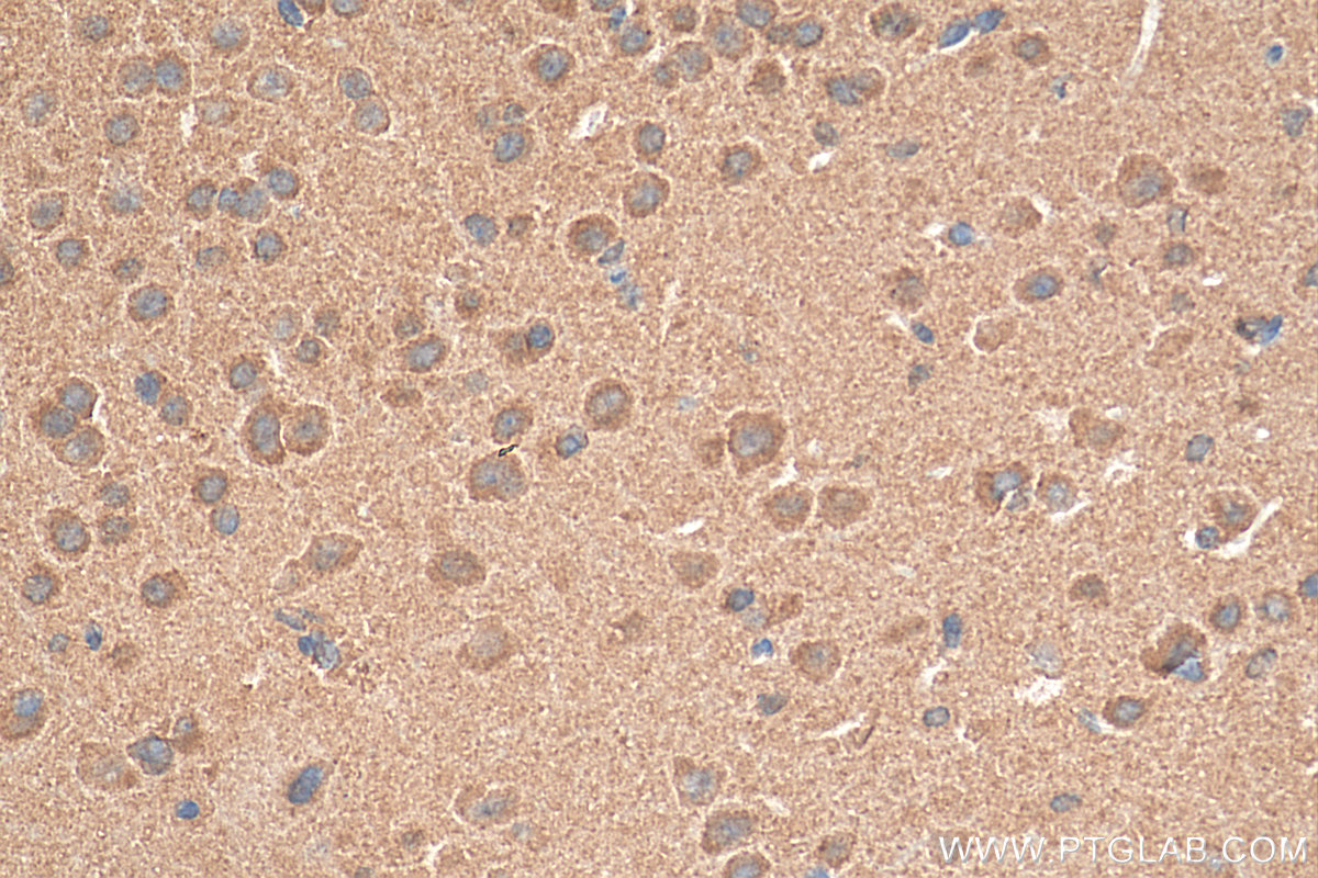 IHC staining of mouse brain using 28525-1-AP