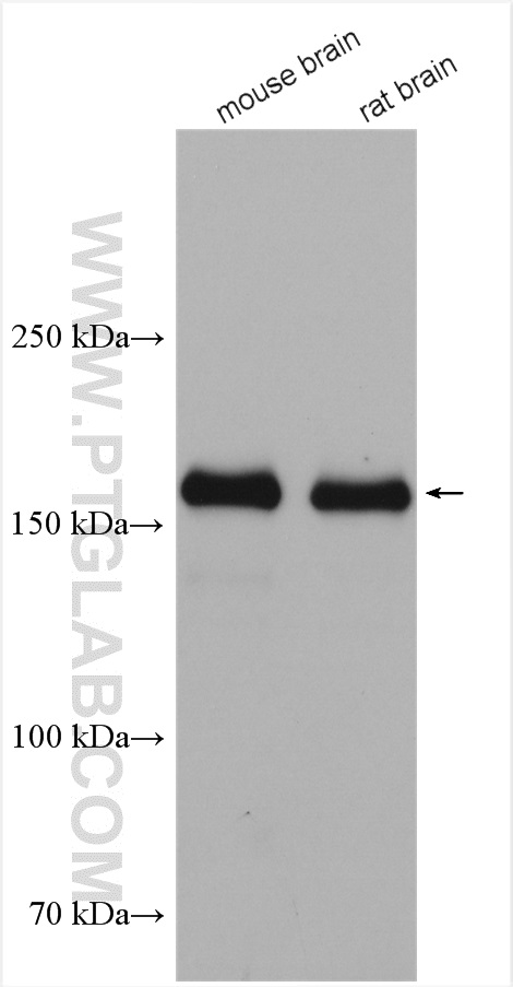 WB analysis using 28525-1-AP