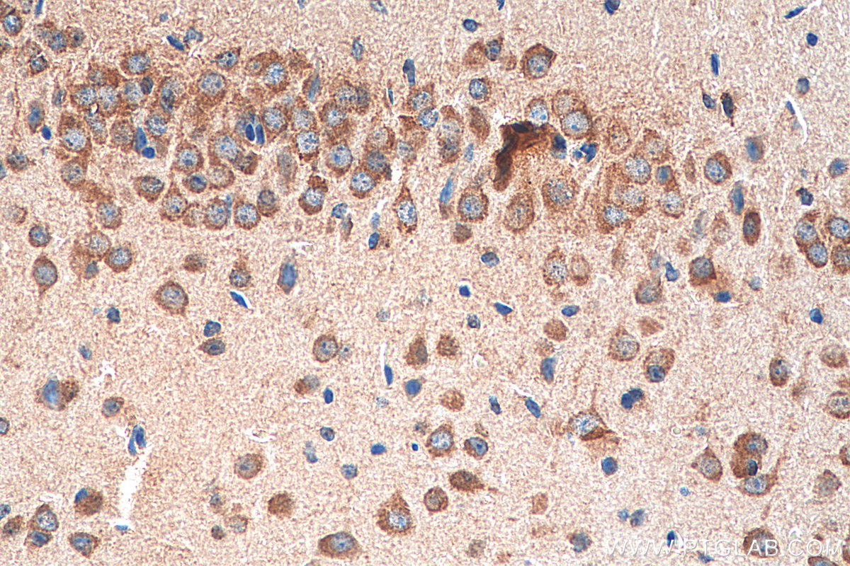 IHC staining of mouse brain using 28571-1-AP