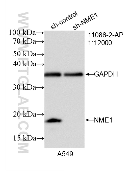 WB analysis of A549 using 11086-2-AP WB analysis of A549 using 11086-2-AP
