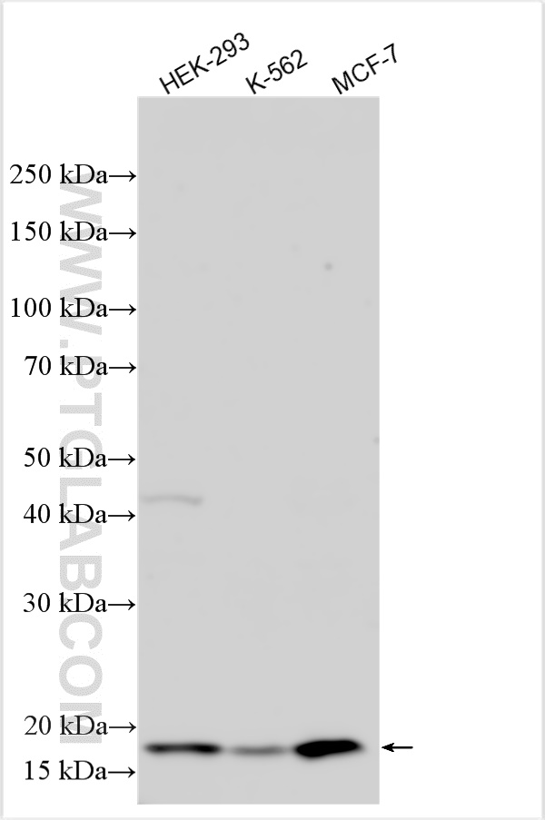 WB analysis using 15136-1-AP