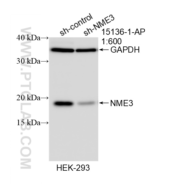 WB analysis of HEK-293 using 15136-1-AP