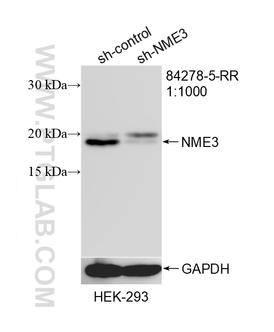 WB analysis of HEK-293 using 84278-5-RR