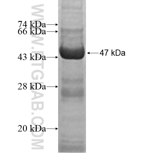 NME4 fusion protein Ag13162 SDS-PAGE