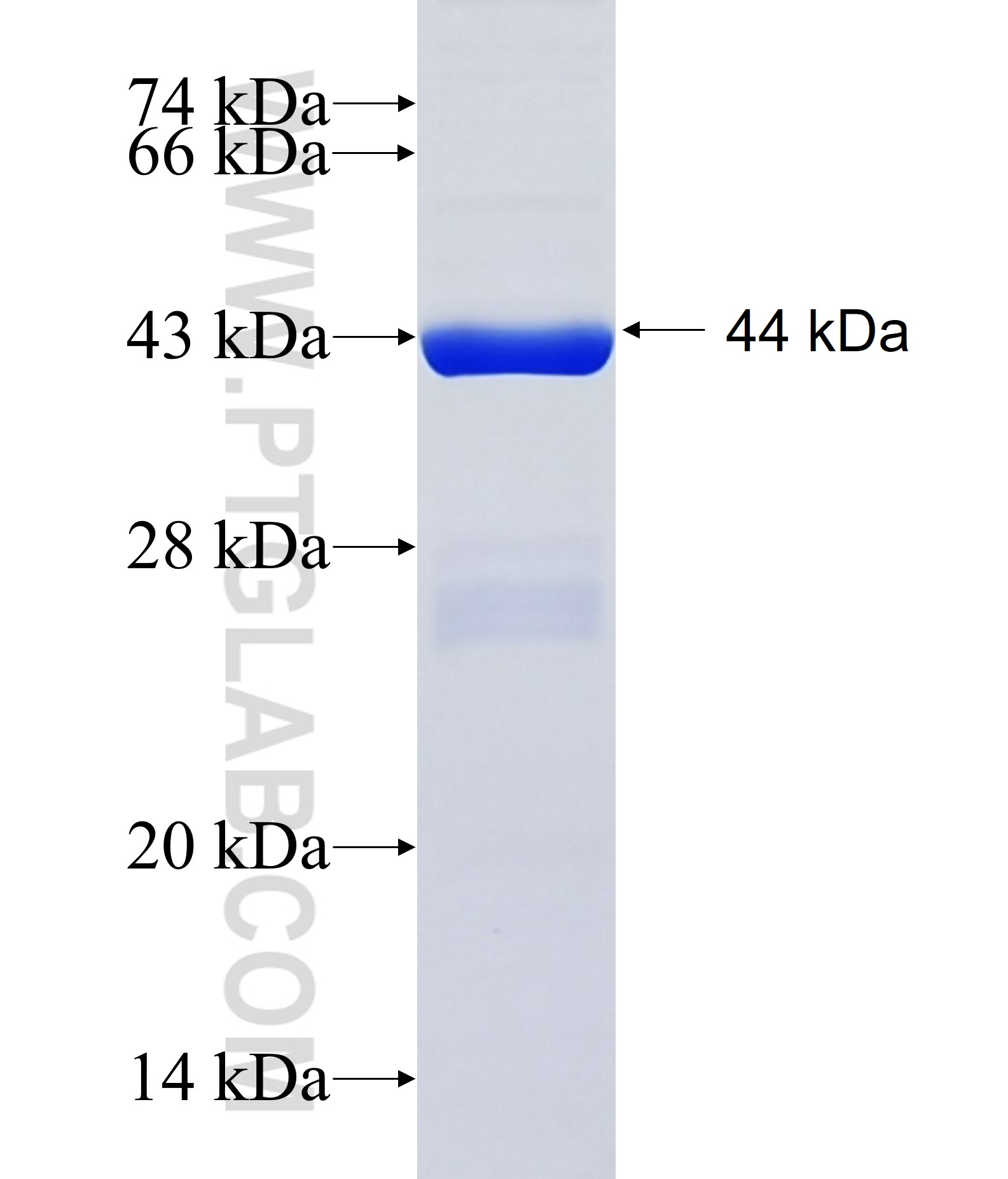 NME4 fusion protein Ag13162 SDS-PAGE