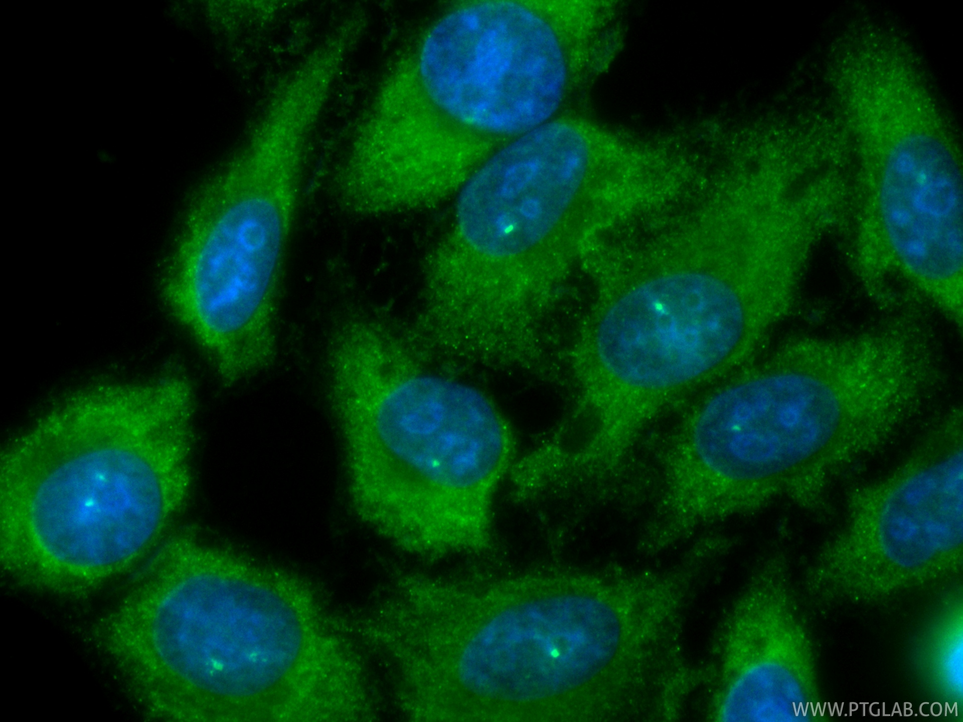 Immunofluorescent analysis of (-20°C Ethanol) fixed HepG2 cells using CoraLite® Plus 488 NMI antibody (CL488-83986-5, Clone: 241135H2 ) at dilution of 1:200. IF Staining of HepG2 using CL488-83986-5