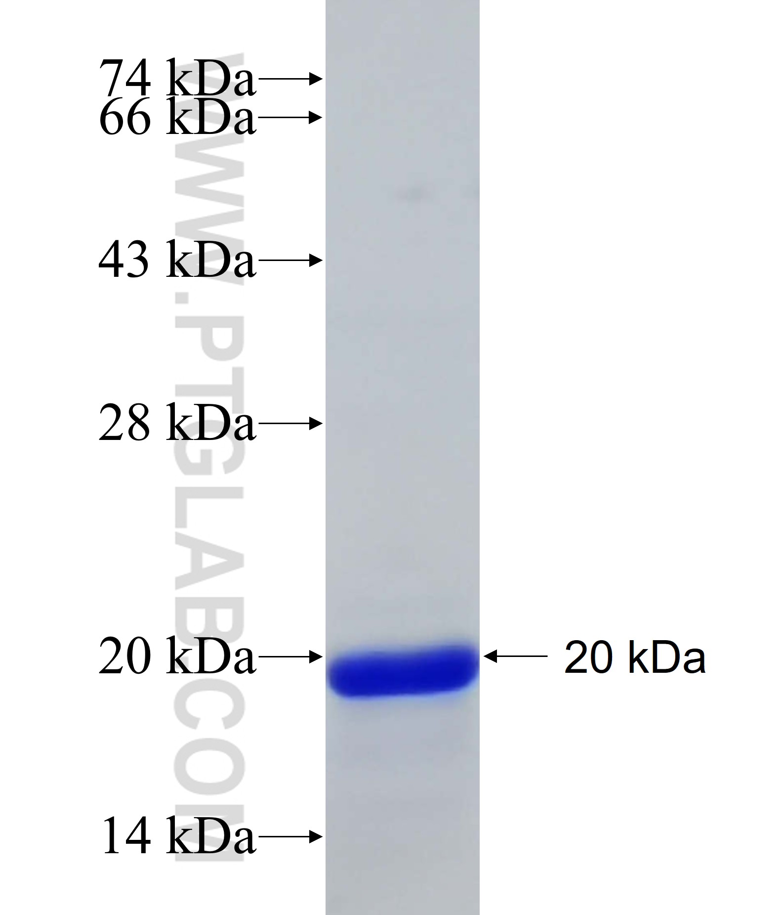 NMNAT1 fusion protein Ag29593 SDS-PAGE