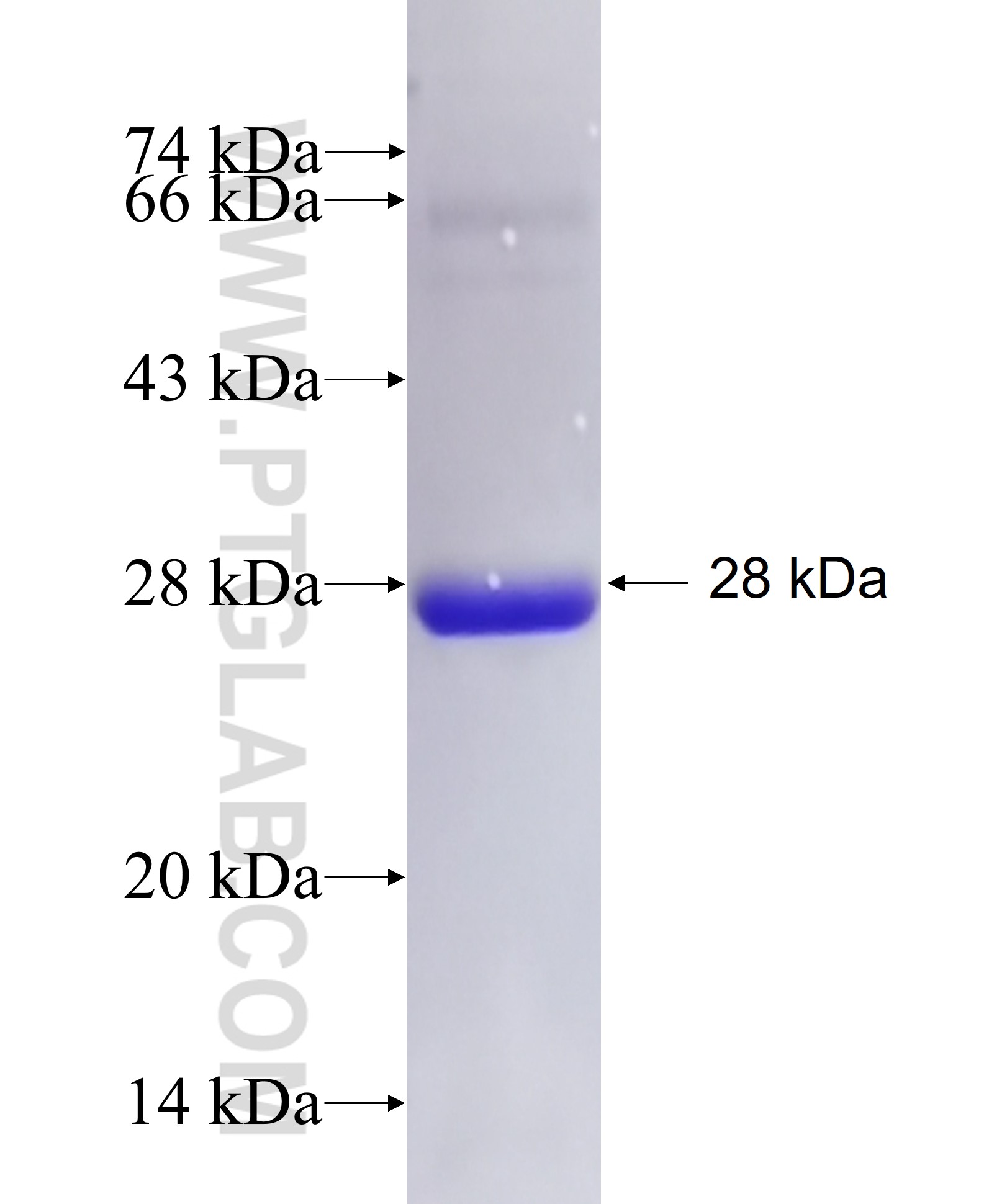 NMNAT2 fusion protein Ag26923 SDS-PAGE