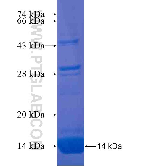 NMS fusion protein Ag20493 SDS-PAGE
