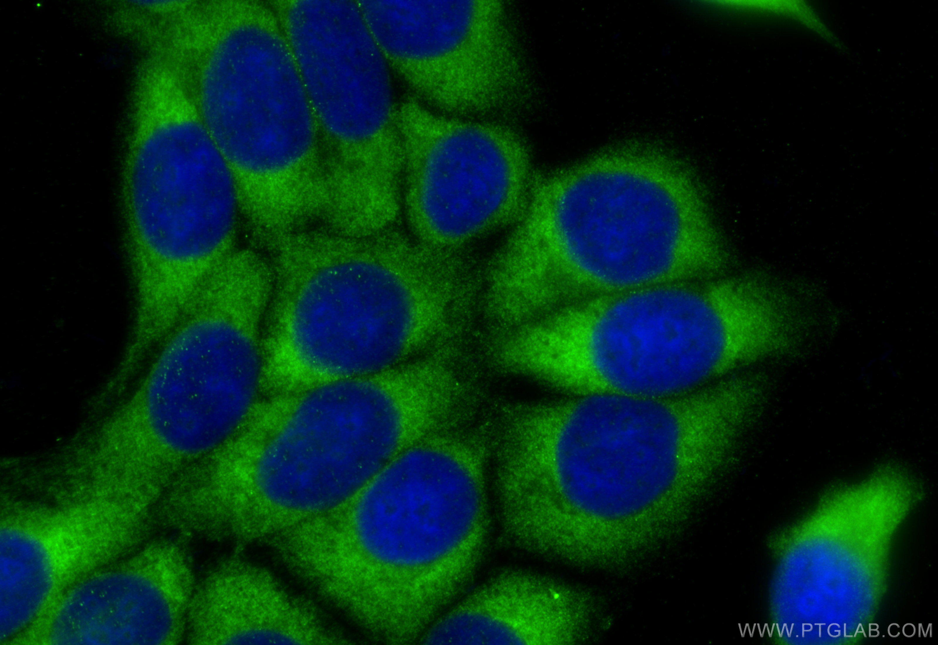 IF Staining of MCF-7 using 11546-1-AP