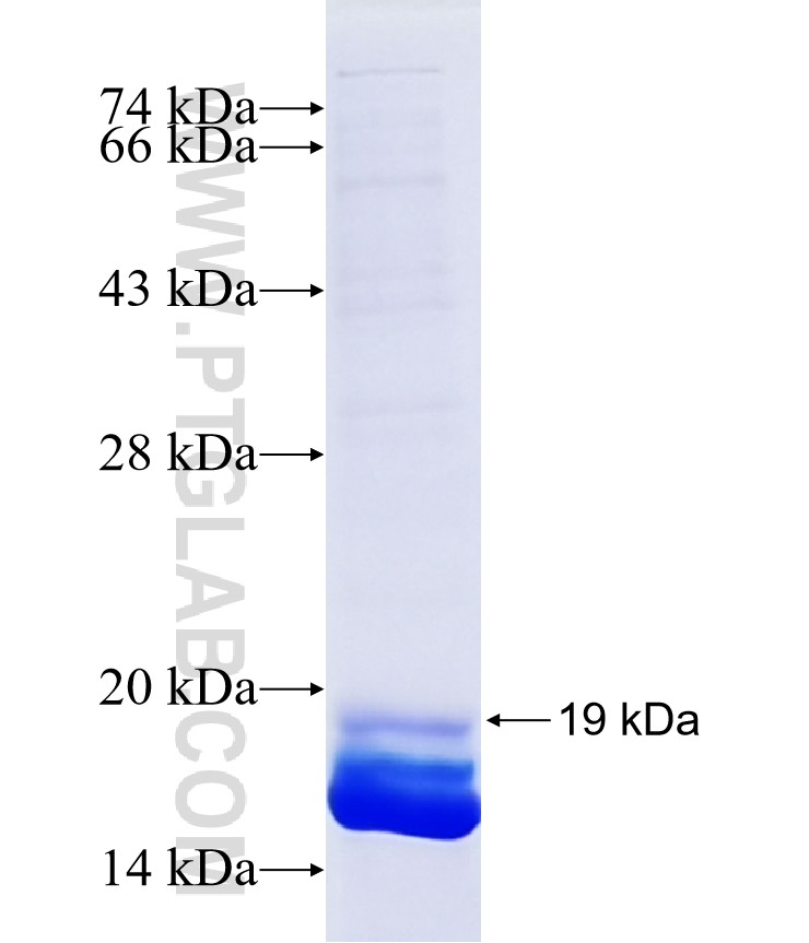 NNAT fusion protein Ag25408 SDS-PAGE