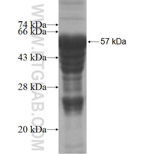 NOC2 fusion protein Ag7552 SDS-PAGE