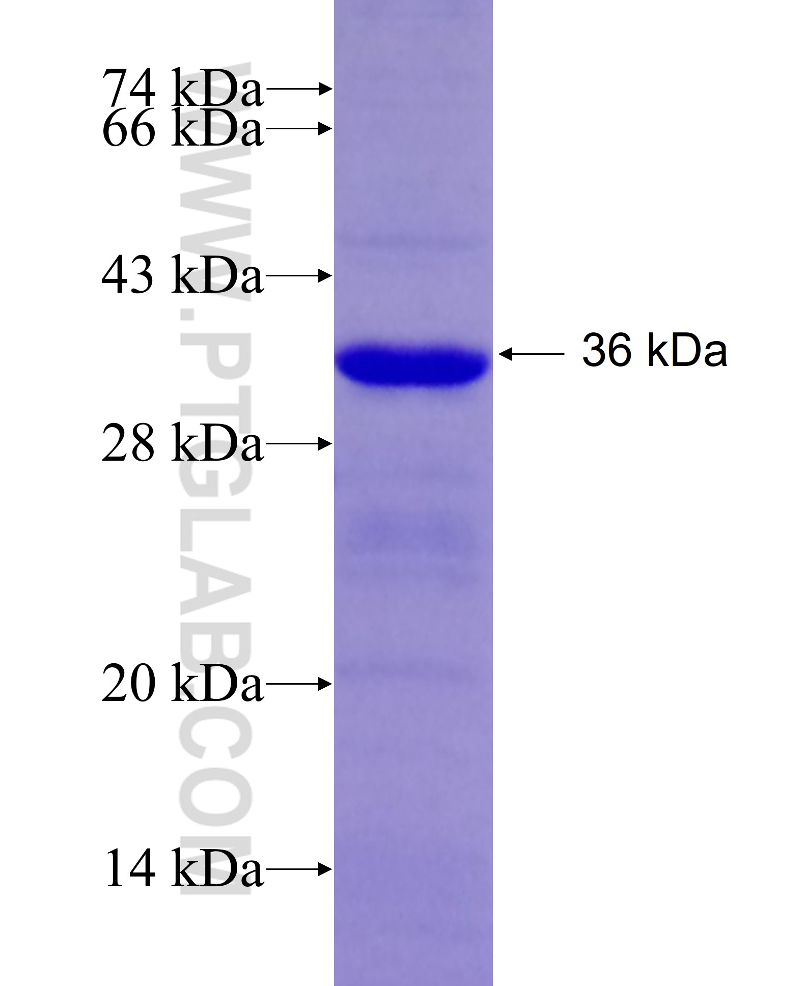 NOC2L fusion protein Ag26969 SDS-PAGE