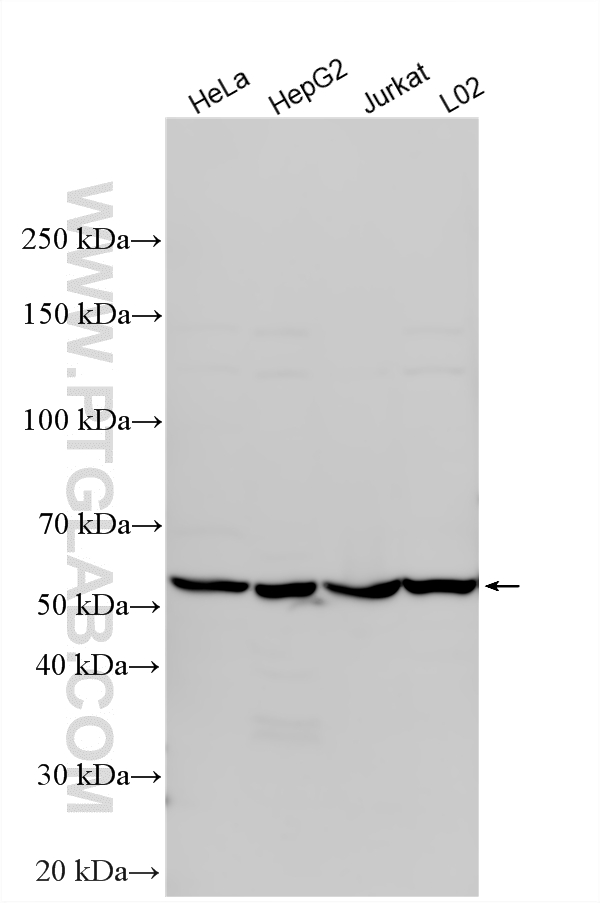 WB analysis using 17025-1-AP