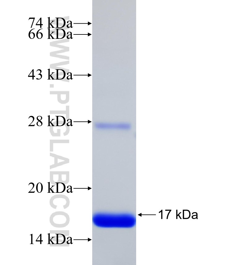 NOD2 fusion protein Ag32014 SDS-PAGE