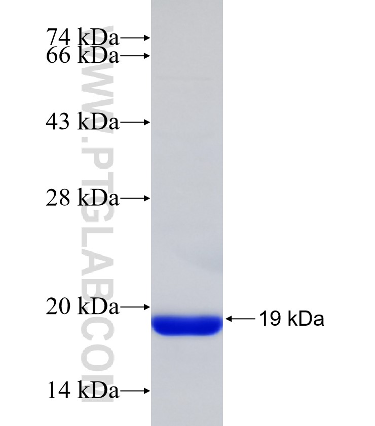 NOG fusion protein Ag32711 SDS-PAGE NOG fusion protein Ag32711 SDS-PAGE