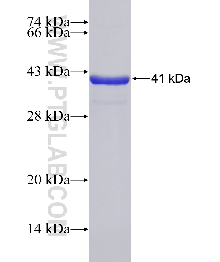 NOG fusion protein Ag32755 SDS-PAGE