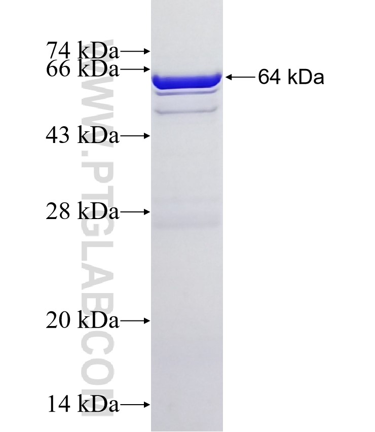 NOL10 fusion protein Ag7692 SDS-PAGE