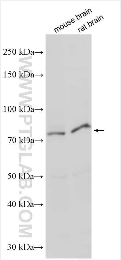 WB analysis using 17613-1-AP